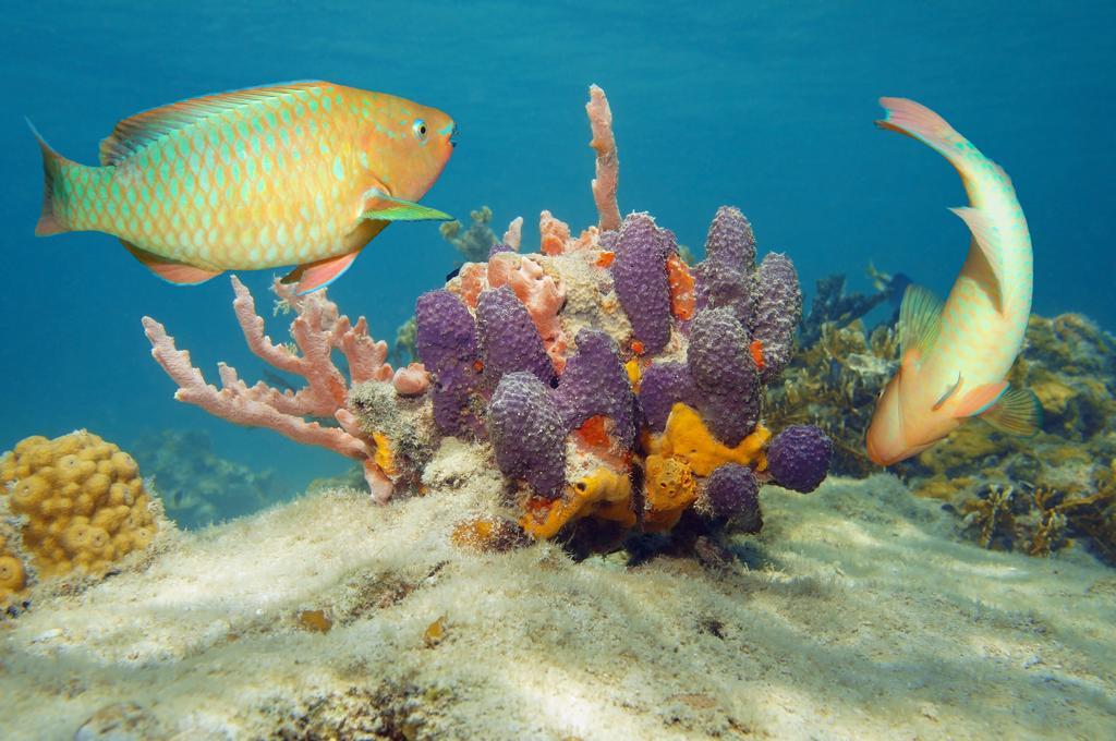 Dormio Bonaire Village Δωμάτιο φωτογραφία